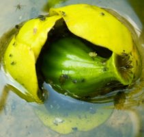 Nuphar lutea