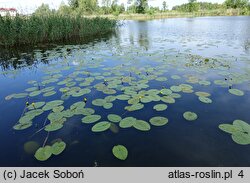 Nuphar lutea (grążel żółty)