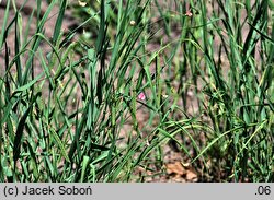 Lathyrus nissolia (groszek liściakowy)