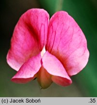 Lathyrus nissolia (groszek liściakowy)