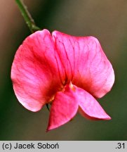 Lathyrus nissolia (groszek liściakowy)