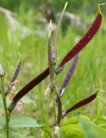 Lathyrus vernus