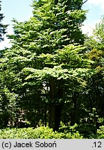 Cercidiphyllum japonicum