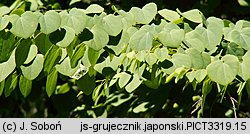 Cercidiphyllum japonicum