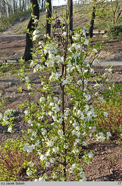 Pyrus calleryana Chanticleer