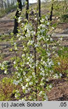 Pyrus calleryana Chanticleer