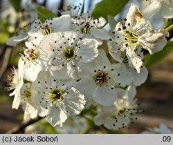 Pyrus calleryana Chanticleer