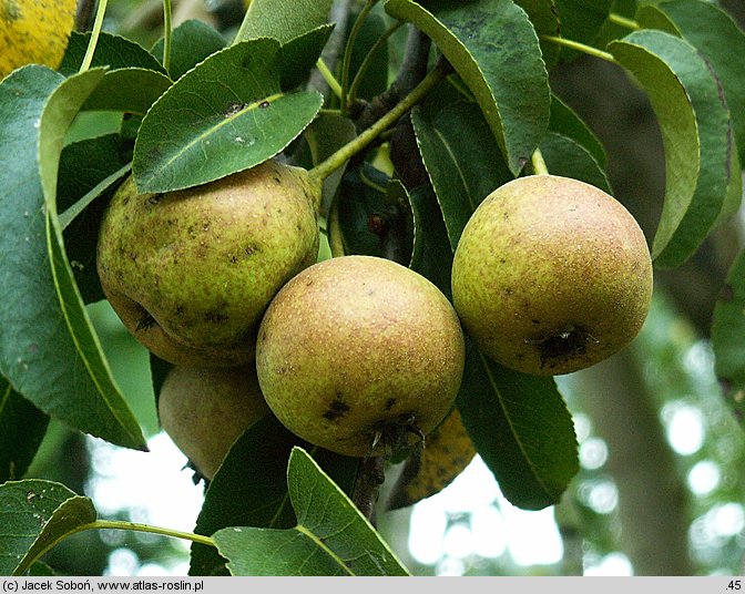 Pyrus communis (grusza pospolita)