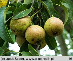 Pyrus communis (grusza pospolita)