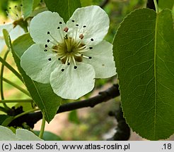 Pyrus communis (grusza pospolita)