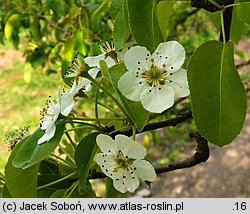 Pyrus communis s.l. (grusza pospolita)