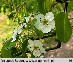 Pyrus communis (grusza pospolita)