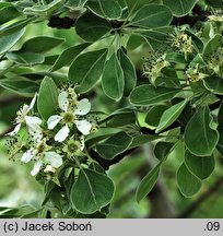 Pyrus nivalis (grusza śnieżna)
