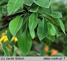 Pyrus nivalis (grusza śnieżna)
