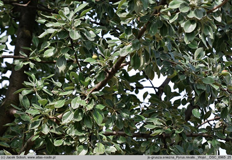 Pyrus nivalis (grusza śnieżna)