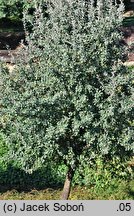 Pyrus nivalis (grusza śnieżna)