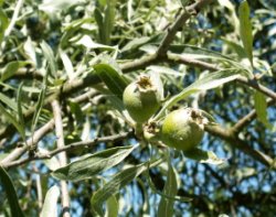 Pyrus salicifolia