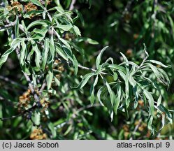 Pyrus salicifolia Pendula