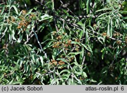 Pyrus salicifolia Pendula