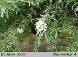 Pyrus salicifolia Pendula