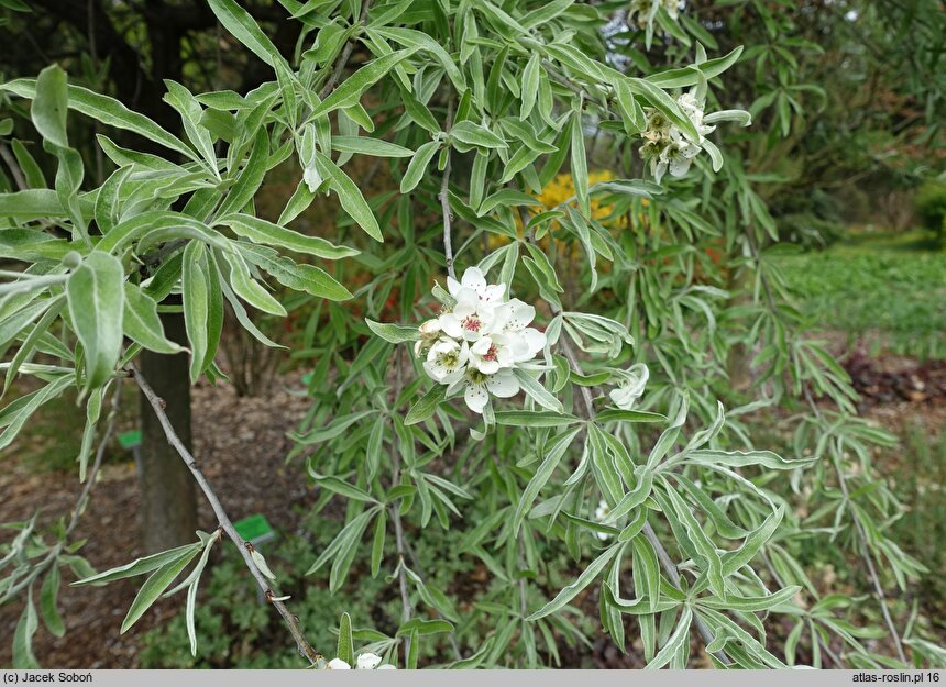 Pyrus salicifolia Pendula