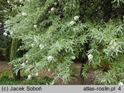 Pyrus salicifolia Pendula