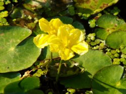 Nymphoides peltata