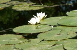 Nymphaea alba