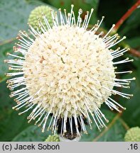 Cephalanthus occidentalis Moonlight Fantasy