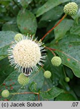 Cephalanthus occidentalis Moonlight Fantasy