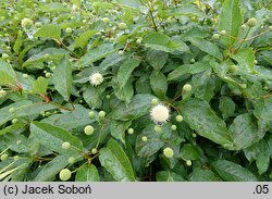 Cephalanthus occidentalis Moonlight Fantasy