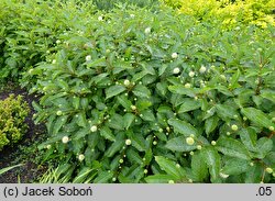 Cephalanthus occidentalis Moonlight Fantasy