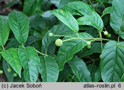 Cephalanthus occidentalis (guzikowiec zachodni)