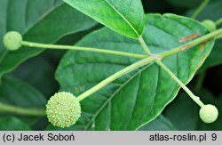 Cephalanthus occidentalis (guzikowiec zachodni)