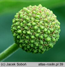 Cephalanthus occidentalis (guzikowiec zachodni)