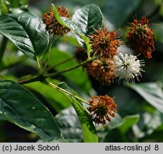 Cephalanthus occidentalis (guzikowiec zachodni)