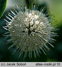 Cephalanthus occidentalis (guzikowiec zachodni)