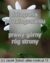 Stellaria holostea (gwiazdnica wielkokwiatowa)