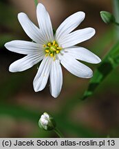 Stellaria holostea (gwiazdnica wielkokwiatowa)