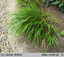 Hakonechloa macra Greenhills