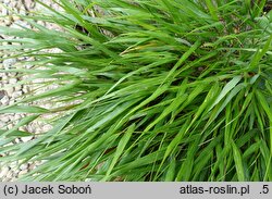 Hakonechloa macra Greenhills