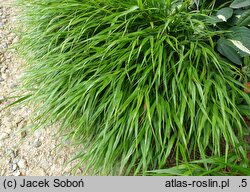 Hakonechloa macra Greenhills