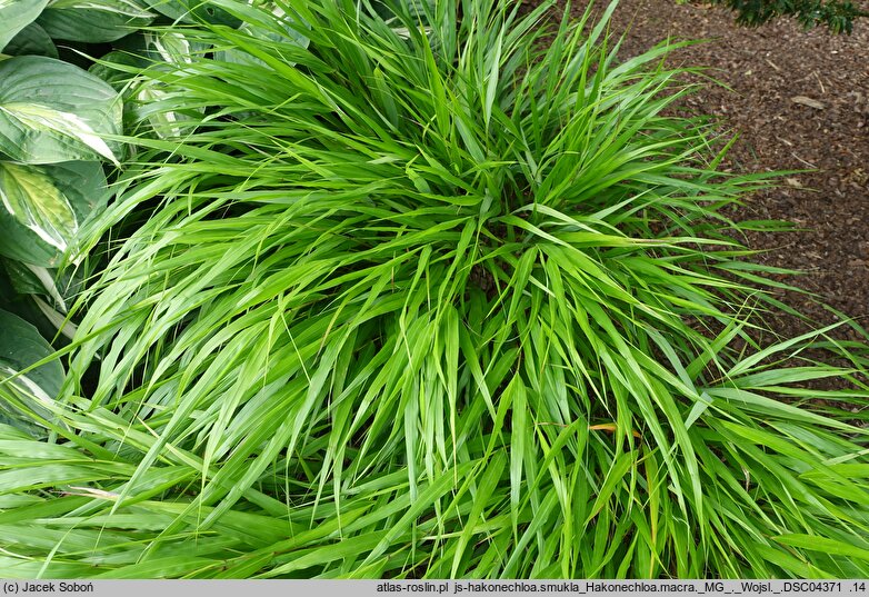 Hakonechloa macra MG