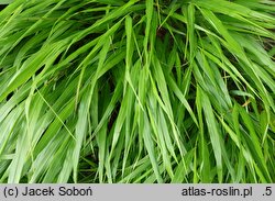 Hakonechloa macra MG