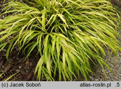 Hakonechloa macra Sunflare