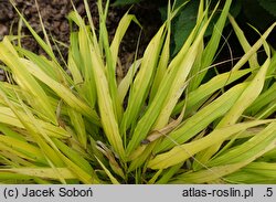 Hakonechloa macra Sunflare