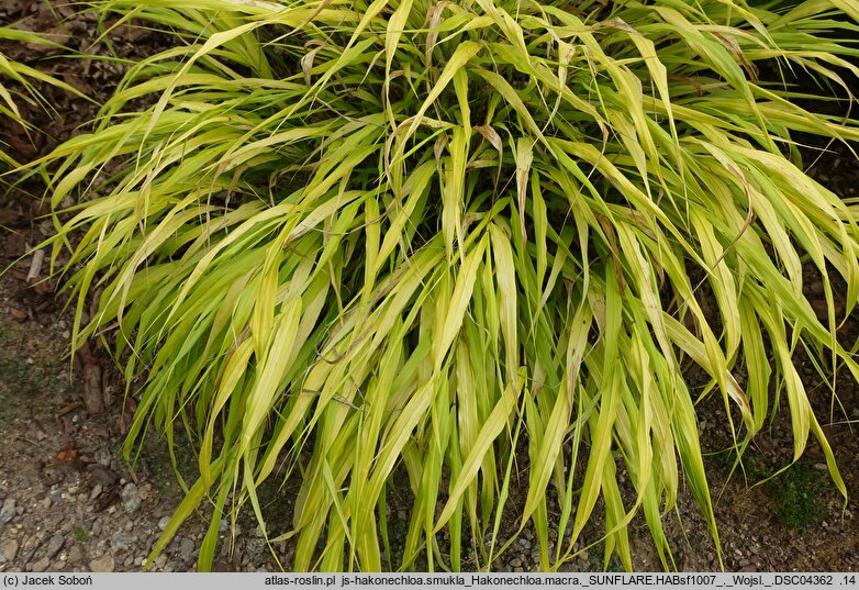 Hakonechloa macra Sunflare
