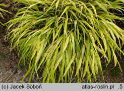 Hakonechloa macra Sunflare