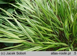 Hakonechloa macra Sunny Delight