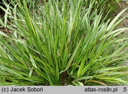 Hakonechloa macra Sunny Delight